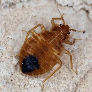 a bed bug crawling on a mattress